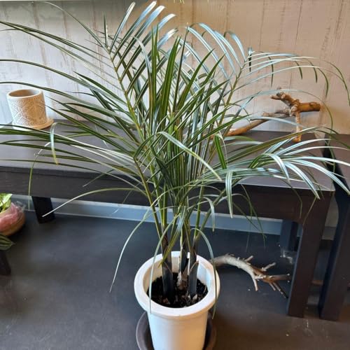 観葉植物 トックリヤシ」の人気商品一覧 | 安い商品を通販サイトから